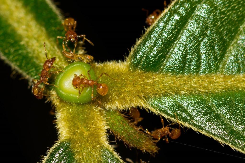 Fontes de néctar Floresta Amazônica Aqui vemos duas interessantes interações entre formigas e seus parceiros na natureza.