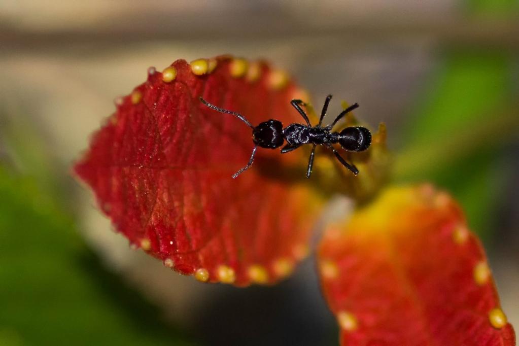 Flor da paixão Floresta Amazônica Painel 60 x90 Dizer que esta formiga é apaixonada por esta planta não é exagero, pois a flor é mesmo uma Passiflora, do latim, flor da paixão.
