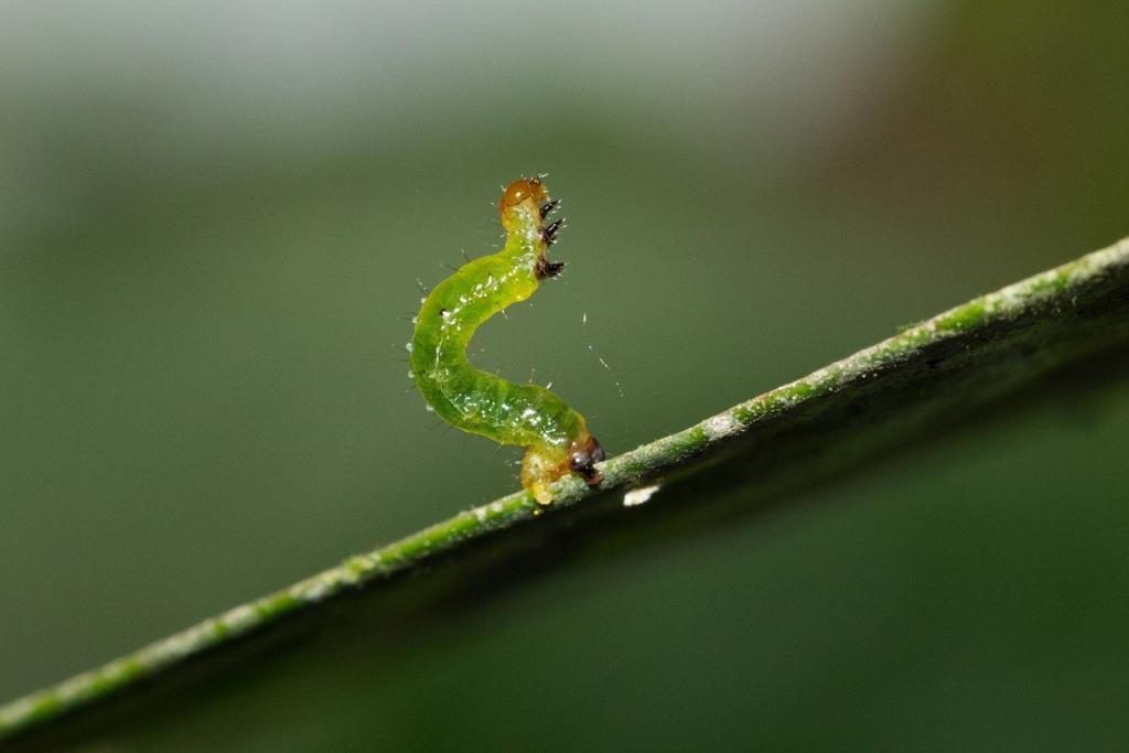 Inimigos ocultos Cerrado Esta simples lagarta mais parece estar posando para esta foto exibindo seu luminoso fio de seda.