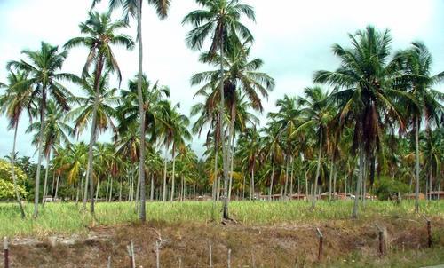 Figura 8. Plantação de coco, propriedade privada, Tamandaré- PE. Fonte: Costa, M.2013.