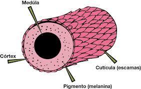 9 Figura 2. Estrutura do fio de cabelo Fonte:https://www.google.com.br/search?