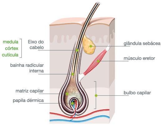 8 Figura 1. Estrutura do folículo piloso Fonte:https://www.google.com.br/search?