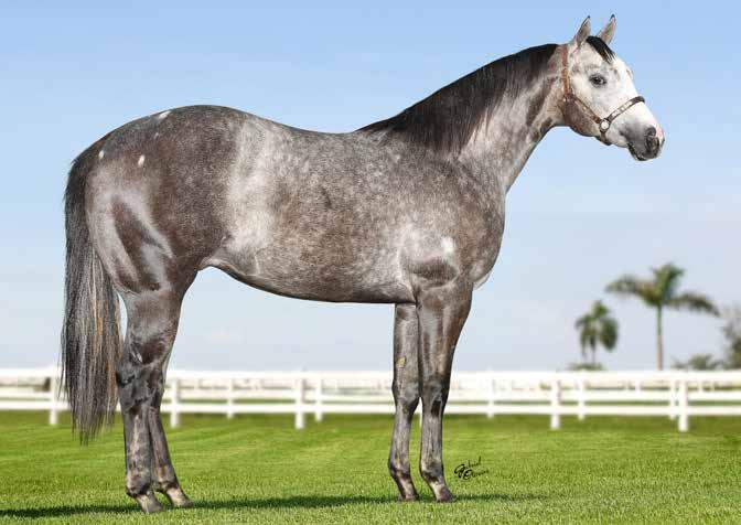 34 DESEJO ROXO QM - Macho - Tordilho - 19/11/2016 - P239636. Vendedor: HARAS SANTA MARIA.