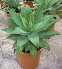 1 muda de agave lixeira