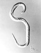 (Figura A), é um nematoide ectoparasita e endoparasita migratório apresentando alta