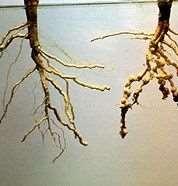 O patógeno penetra nas raízes, onde causa a formação de pequenas lesões com inúmeras