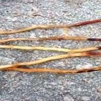 As raízes das plantas atacadas geralmente apresentam lesões causadas pelo nematoide, as