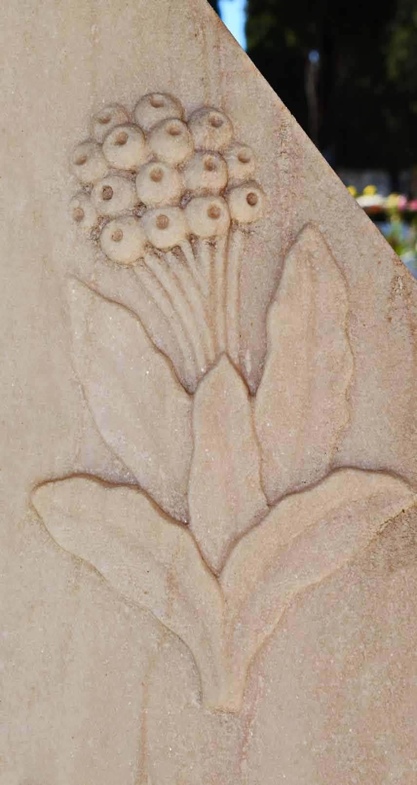 Perpétua: é a flor, conjuntamente com a alcachofra, que mais se encontra no cemitério de Loures, e em muitos outros.