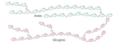 Polissacarídeos Glícidos Amido Formado por moléculas de glicose ligadas entre si.