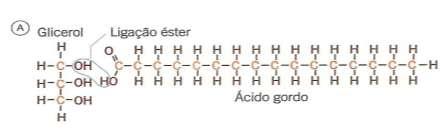 Lípidos de reserva - glicerídeos Estes lípidos resultam da esterificação do grupo álcool de uma molécula de glicerol com 1, 2 ou 3 moléculas de