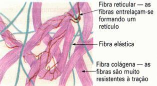 Componentes básicos Classificação geral dos tecidos conjuntivos