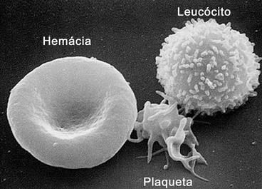 25 26 Tecidos conjuntivos de transporte Tecido sanguíneo Plasma: parte líquida do sangue (água, sais