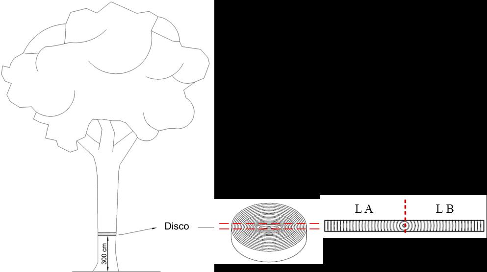 Figura 1. Esquema de retirada dos discos da árvore e retirada dos corpos-de-prova do disco. C = Casca. M = Medula. LA = Lado A. LO = Lado B (LIMA et al., 20