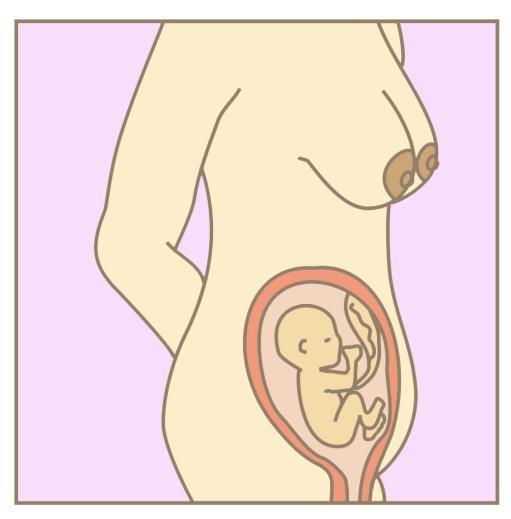 Na barriga da Mamã Ficha nº 6 1. Lê o texto e completa as legendas. Chama-se gravidez ao período de tempo que se inicia na fecundação e dura até ao nascimento do bebé.