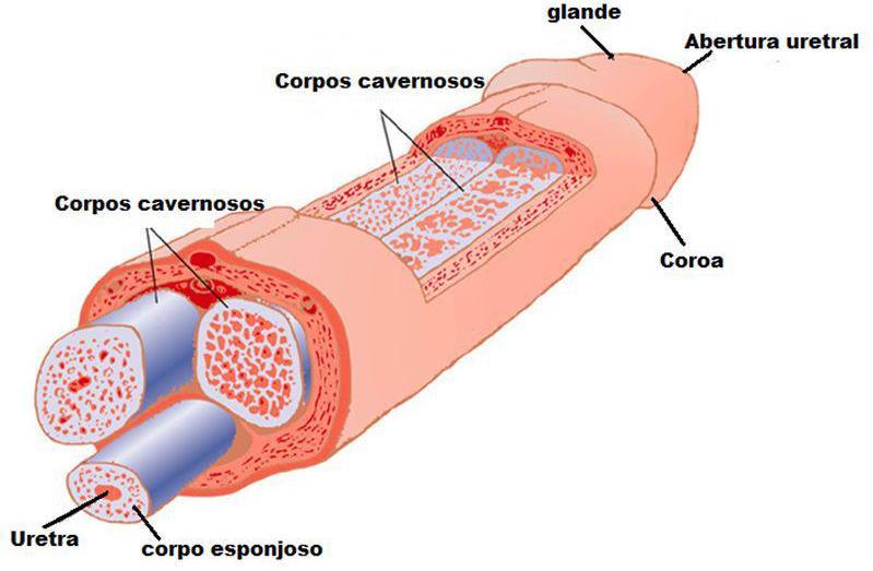 A uretra passa por dentro do pênis, que possui tecidos esponjosos ricos em vasos sanguíneos, os corpos cavernosos e o corpo esponjoso.