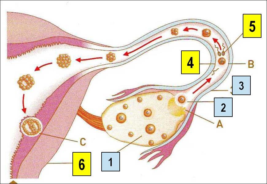 Contrações musculares levam o zigoto até o útero.