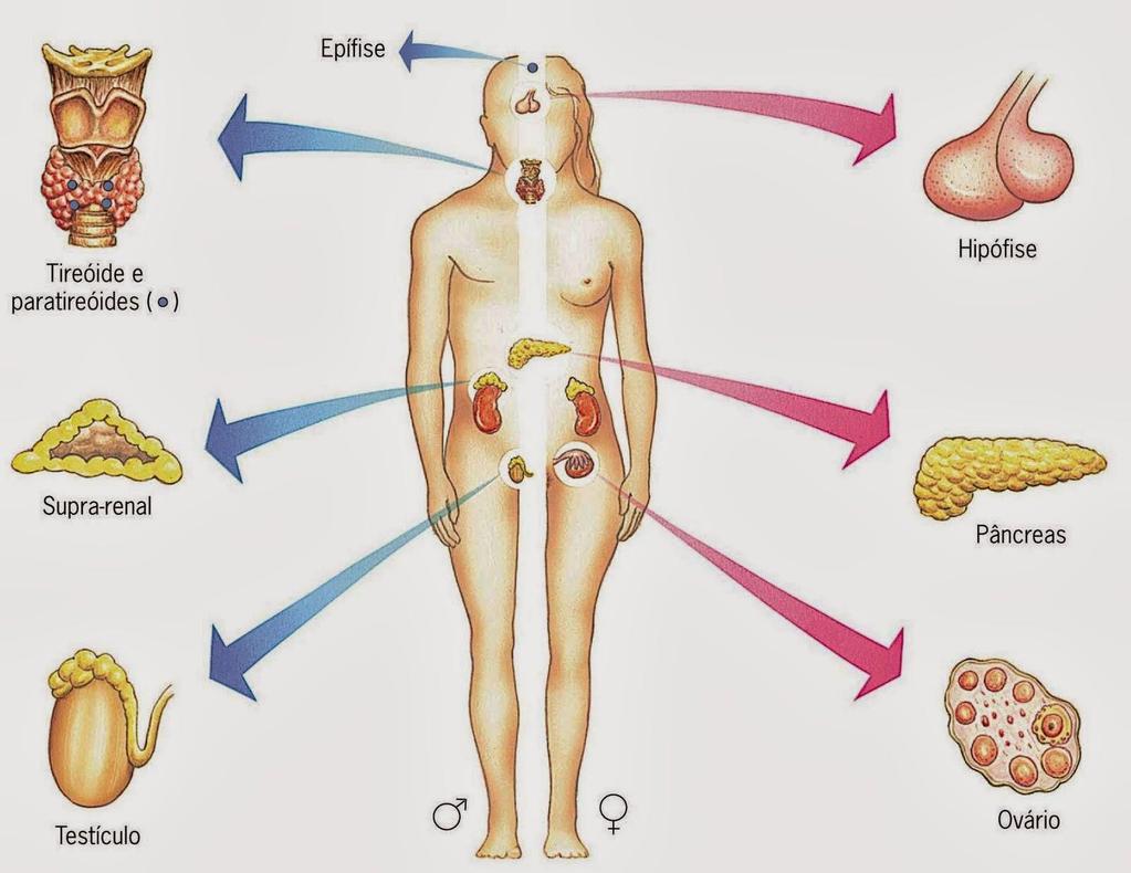 Essas mudanças são controlados por hormônios, que são substâncias químicas lançadas no sangue por certas glândulas chamadas glândulas endócrinas.