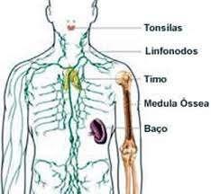 Tecidos e órgãos linfoides humanos Órgãos Linfoides
