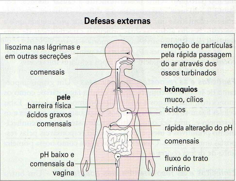 Mecanismos de defesa não específicos:. 1ª Linha Pele Mucosas:. vias respiratórias muco. gástrica HCl.