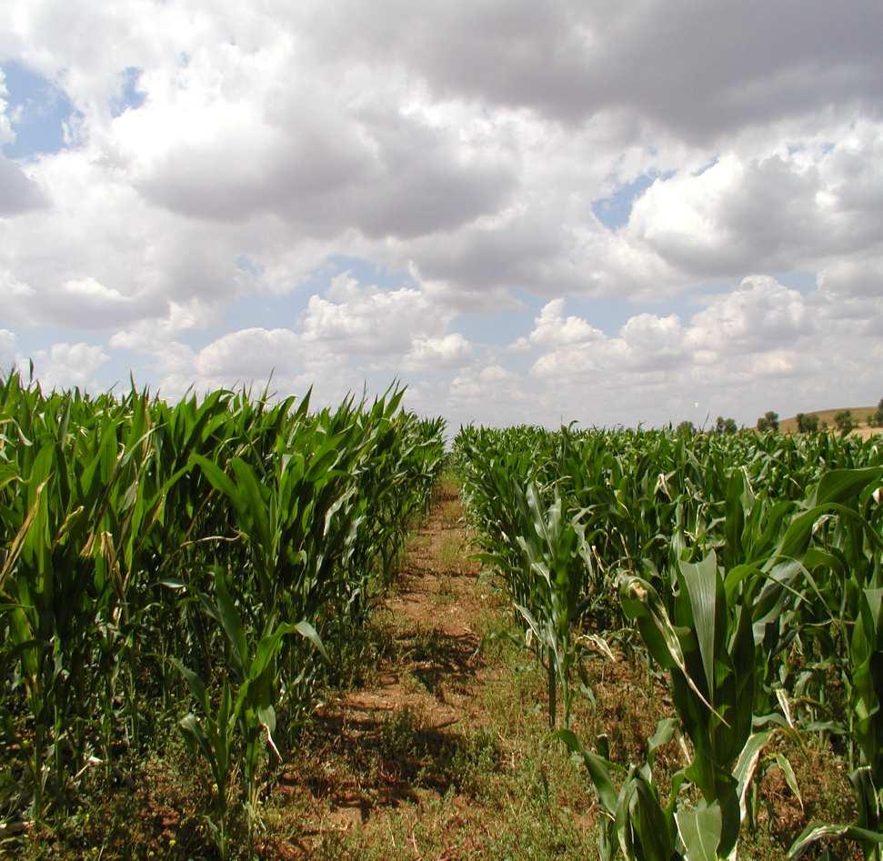 GENETICAMENTE MODIFICADO Principais modificações genéticas disponíveis no mercado actual Tolerância a herbicidas Glifosato de amónio Glufosinato de amónio Benefícios directos - Redução aplicação de