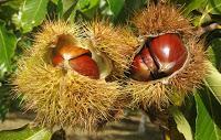 Tinner: Quaternary refugia of the sweet chestnut (Castanea sativa Mill.