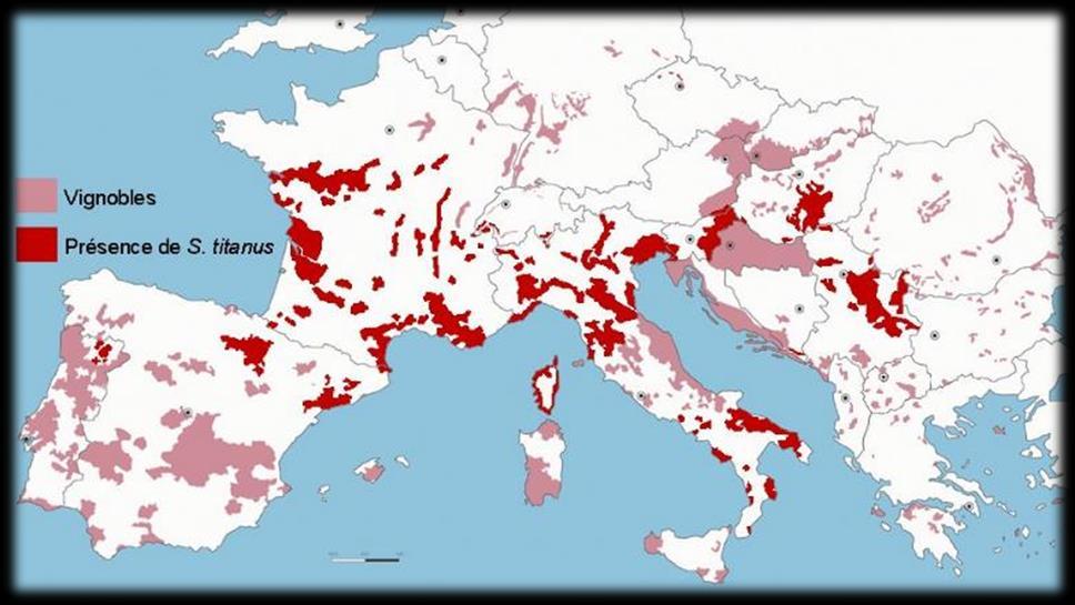 Flavescência Dourada Propagação da doença A doença está particularmente propagada na Itália, na França e na Croácia.
