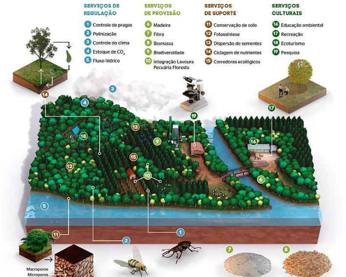 Árvores Plantadas Quais são os