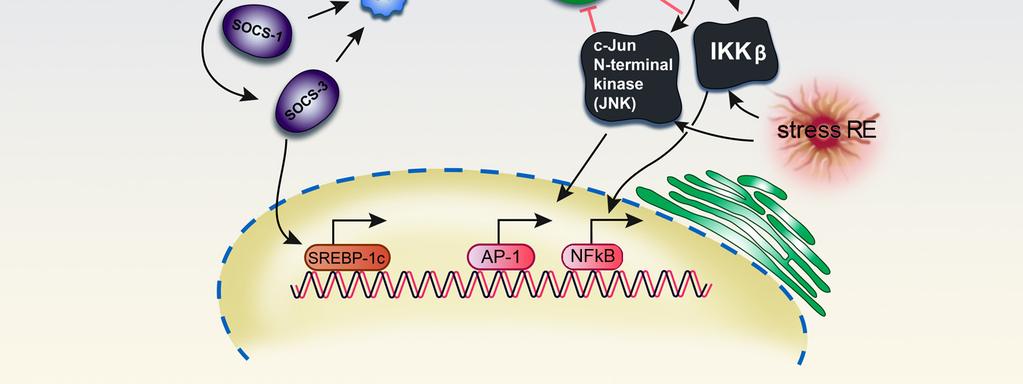 A IL-10 foi primeiramente descrita como fator inibidor da síntese de citocinas, uma atividade produzida por células T helper tipo 2 (Th2) de rato que inibiram a ativação e a produção de citocinas por