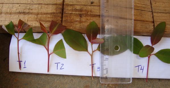 comum na produção clonal de mudas de eucalipto no Brasil.