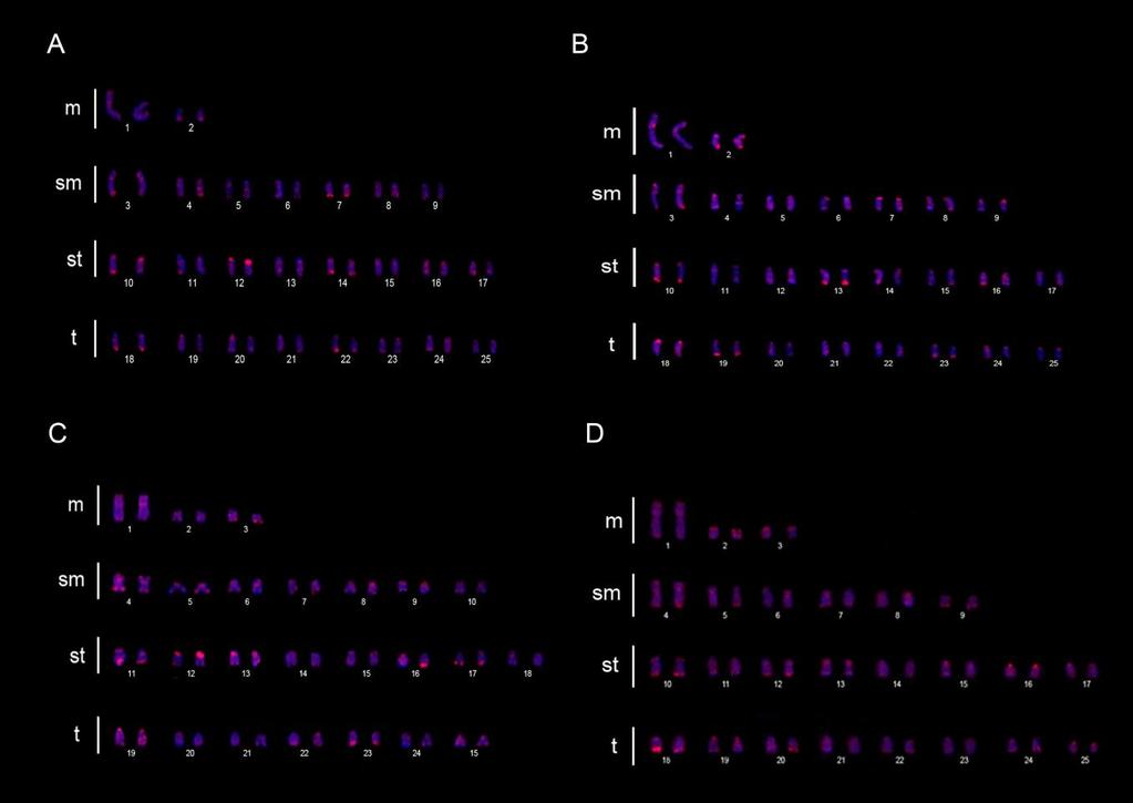 Figura 12. Hibridização in situ para a sonda de microssatélites (CA) 15.