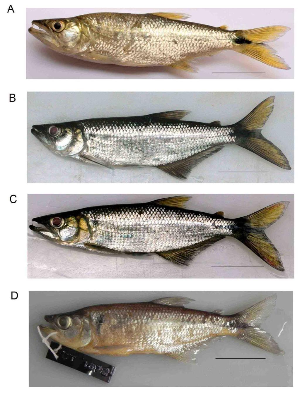 Anexo III. Exemplares de Oligosarcus solitarius pertencentes às lagoas do médio rio Doce- MG.