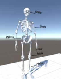 Foram mapeados os principais ossos do corpo humano inseridos suas nomenclaturas no modelo ósseo 3D como ilustra a Figura 3. Figura 3 - Nomenclaturas dos Ossos.