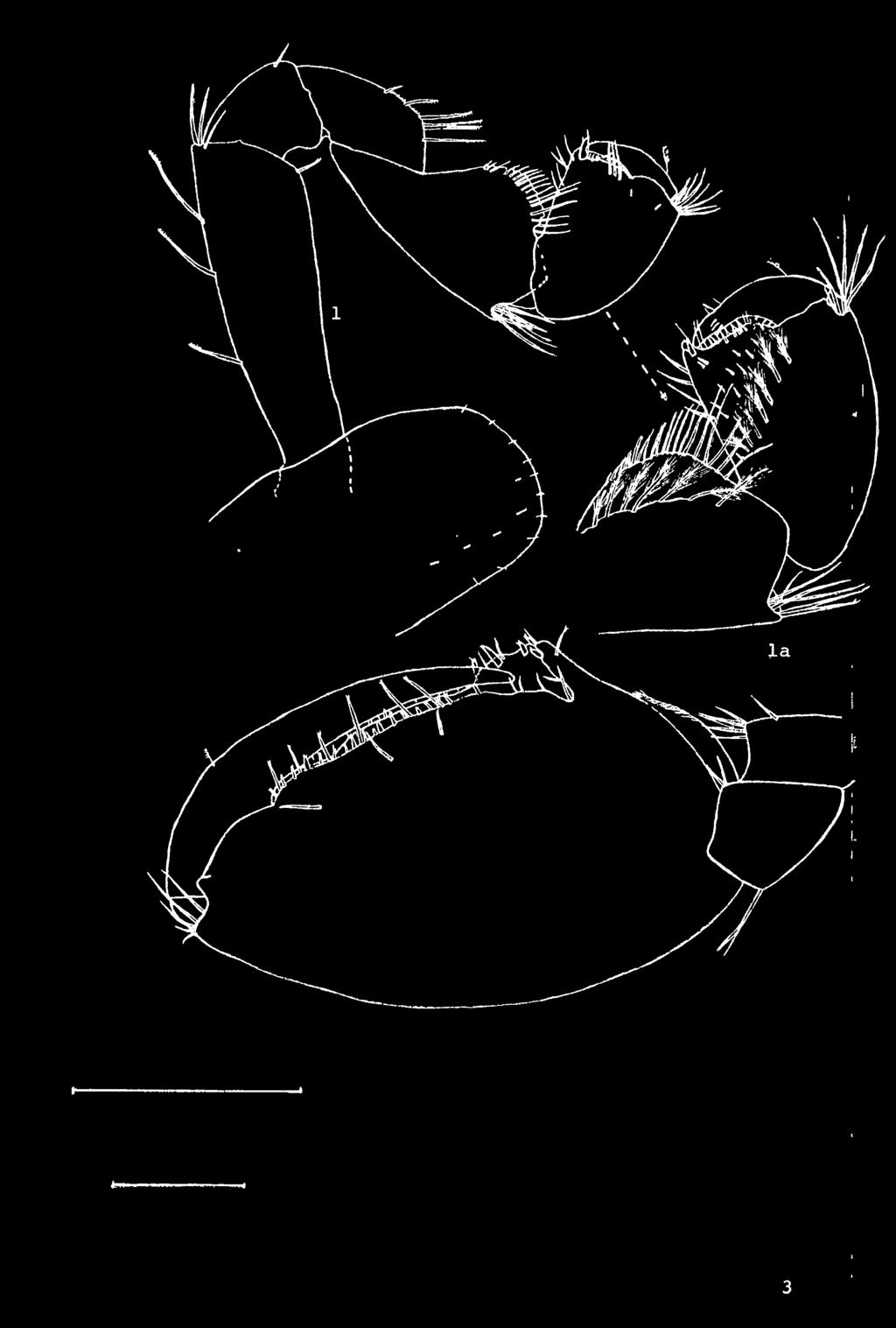 1-2-3 0,5mm Fig.