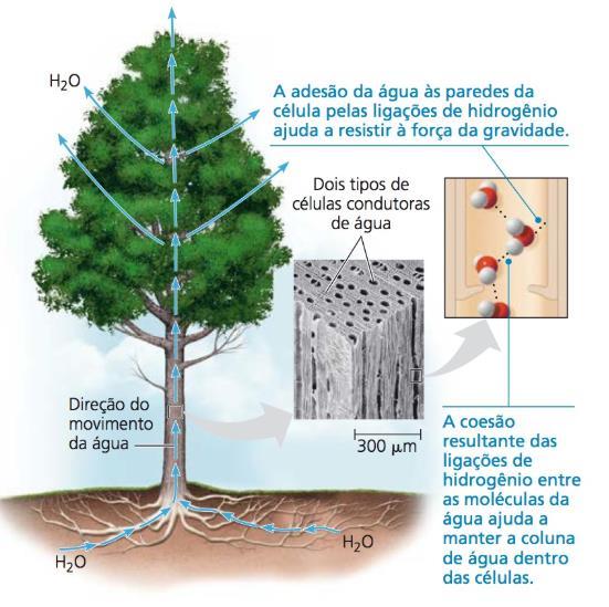 b) Funções: A Química da Vida Solvente