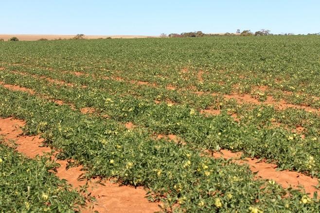 orgânica constante e elevado Sistema de produção de batata - cobertura do solo é parcial no tempo e no