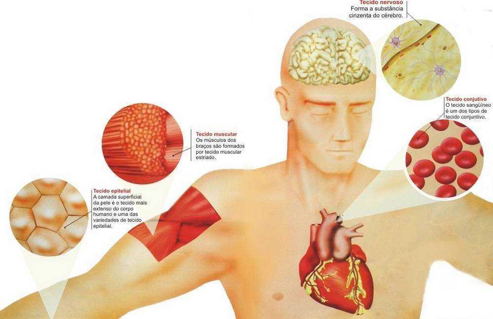 HISTOLOGIA (do grego: hydton = tecido + logos = estudos) A histologia é a ciência