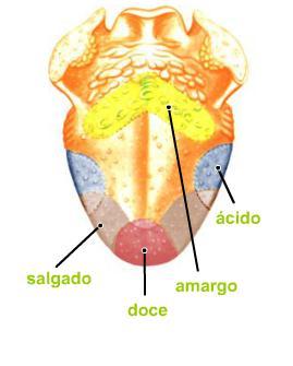 especializadas em perceber