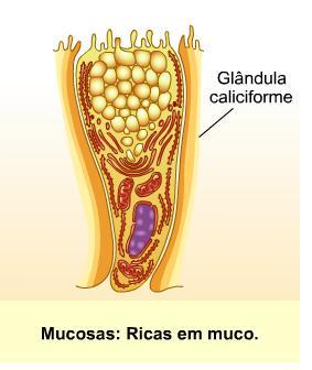 SECREÇÕES As