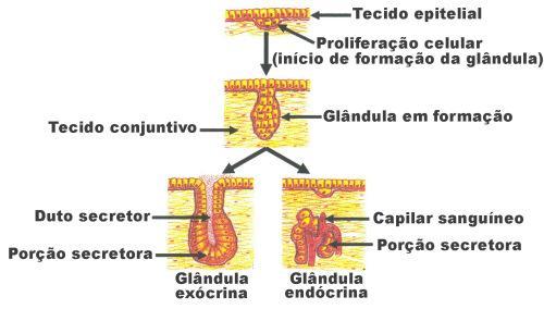 ORIGEM DAS GLÂNDULAS As glândulas formam-se na fase embrionária da vida, a partir de uma superfície