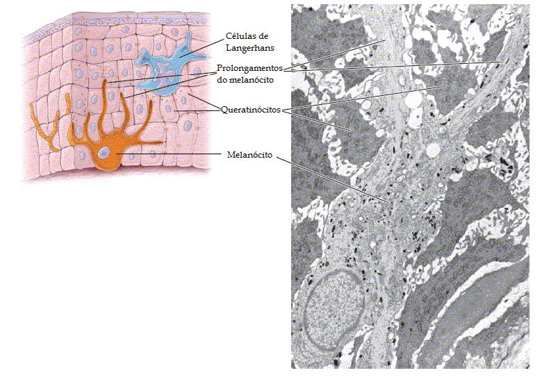 Os prolongamentos dos melanócitos introduzem nas células precursoras dos pelos e de