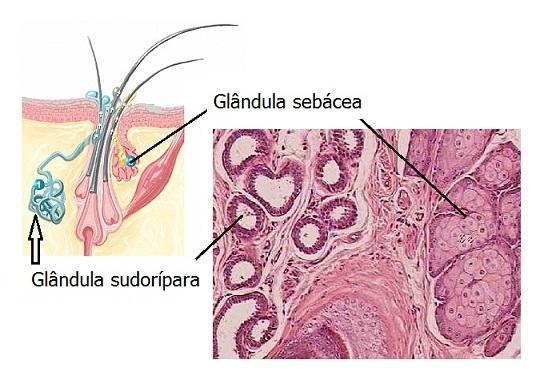 GLÂNDULAS SUDORÍPARAS São estruturas tubulares enoveladas, localizadas na derme, que eliminam na superfície corporal o suor.