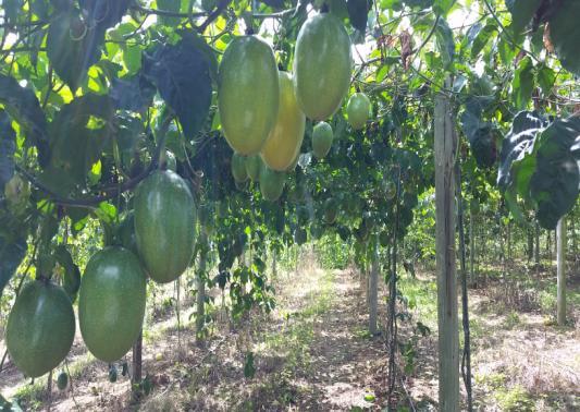 Nos dois sistemas, tradicional e agora adaptado ao uso de mudão com cultivo anual, as mudas devem ser produzidas em telado antiafídeo, protegidas do