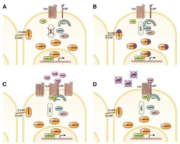 INTRODUÇÃO Desregulação da via Wnt Mutações no gene APC no câncer gástrico: diminui sua função Mutações do gene da betacatenina Impede que ela seja fosforilada Outros mecanismos