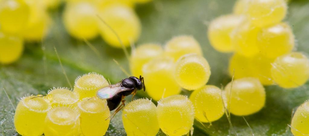 Adeney de Freits Bueno Entomologist