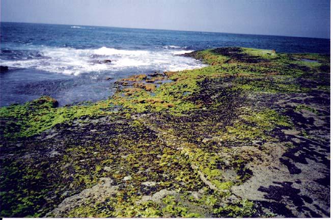 UNIVERSIDADE FEDERAL DO RIO DE JANEIRO/UFRJ INSTITUTO DE BIOLOGIA DEPARTAMENTO DE ECOLOGIA PROGRAMA DE PÓS-GRADUAÇÃO EM ECOLOGIA (PPGE) ESTRUTURA DA COMUNIDADE DE MACROALGAS DO COSTÃO DOS CAVALEIROS