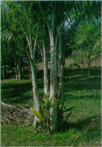 13 A produção da palmeira pupunha vem sendo usada como uma das principais fontes para exploração de palmito, tendo que suas características a tornam muito viáveis, pois em condições climáticas