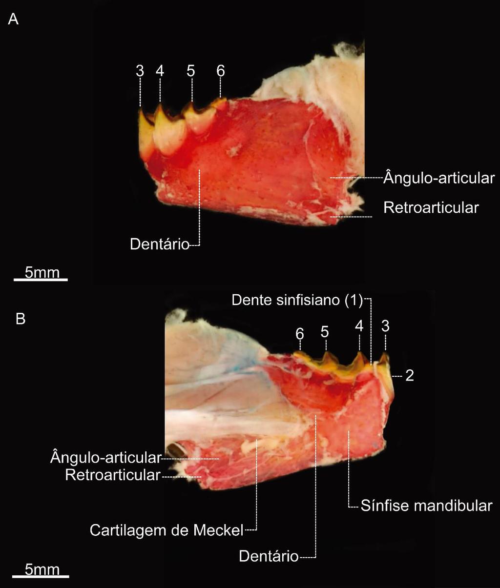 Figura 31. Hemimandíbula esquerda e dentição mandibular de Utiaritichthys sennaebragai, LIRP 14043 (172,4 mm CP); A) vista lateral; B) vista medial.