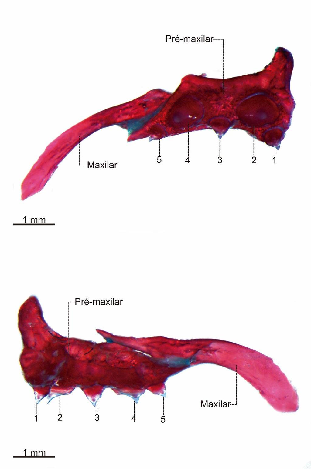 Figura 37. Ossos pré-maxilar e maxilar direitos e dentição de Catoprion mento, MZUSP 8551(65,3 mm CP). A) vista lateral; B) vista medial.