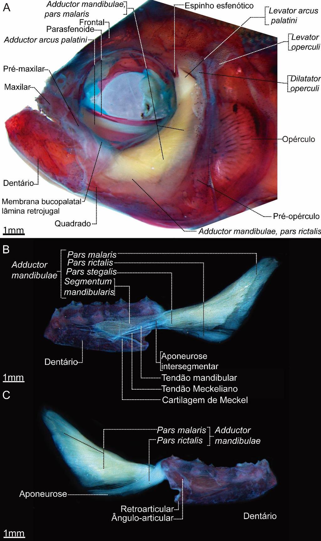 Figura 38.