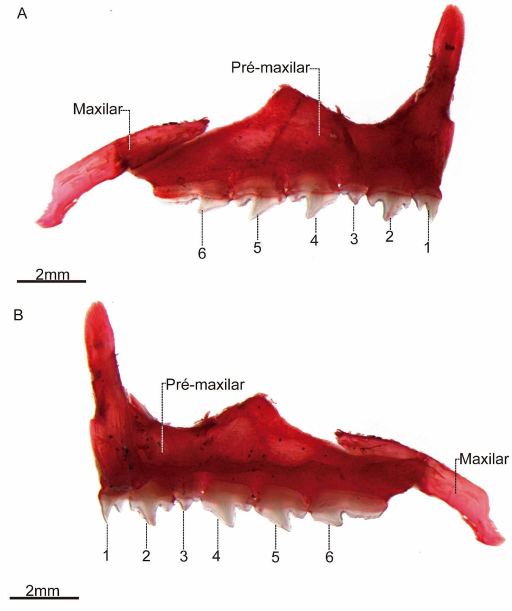 Figura 42. Ossos pré-maxilar e maxilar direitos e dentição de Serrasalmus maculatus, LIRP 8010 (89,9 mm CP). A) vista lateral; B) vista medial.